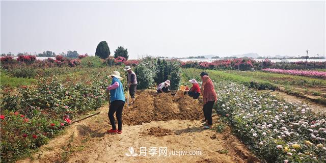 河南南陽(yáng)：香飄中國(guó)月季之鄉(xiāng) 美麗盆地花海如潮(圖2)
