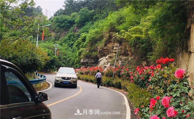 河南南陽(yáng)：香飄中國(guó)月季之鄉(xiāng) 美麗盆地花海如潮(圖3)