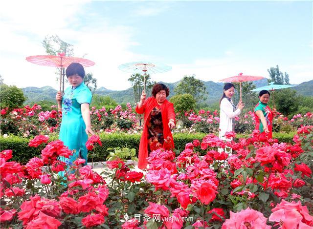 河南南陽(yáng)：香飄中國(guó)月季之鄉(xiāng) 美麗盆地花海如潮(圖4)