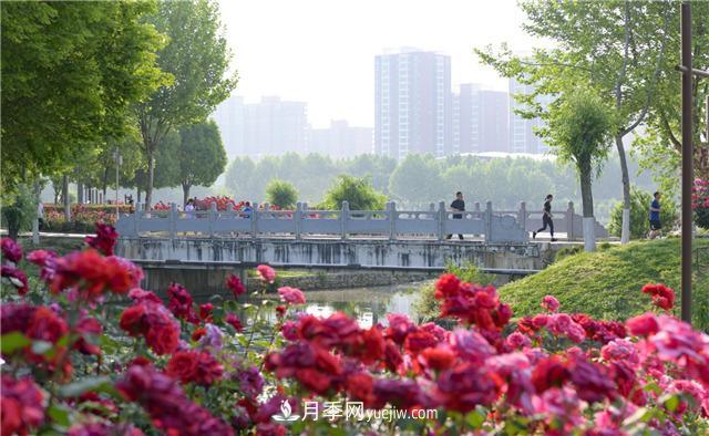 河南南陽(yáng)：香飄中國(guó)月季之鄉(xiāng) 美麗盆地花海如潮(圖6)