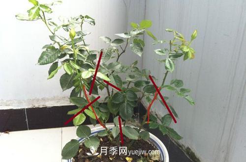 月季冬天如何修剪？冬天能重剪嗎？(圖3)
