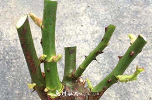 月季冬天如何修剪？冬天能重剪嗎？(圖2)