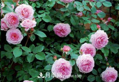 不可錯過的經(jīng)典灌木月季品種介紹大全！(圖10)
