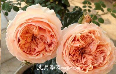 不可錯過的經(jīng)典灌木月季品種介紹大全！(圖23)