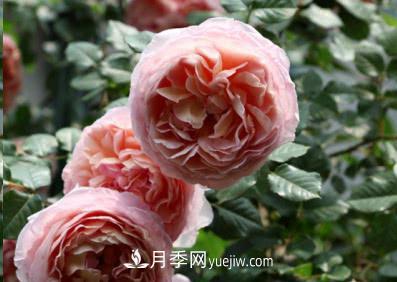 不可錯過的經(jīng)典灌木月季品種介紹大全！(圖1)
