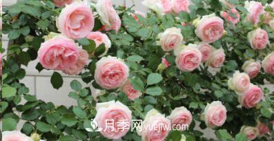 不可錯過的經(jīng)典灌木月季品種介紹大全！(圖19)