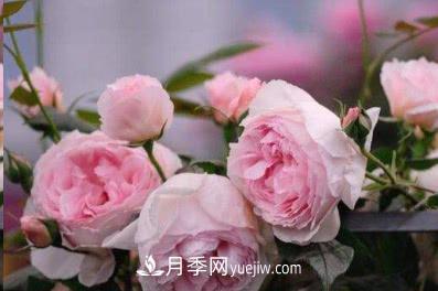 不可錯過的經(jīng)典灌木月季品種介紹大全！(圖6)