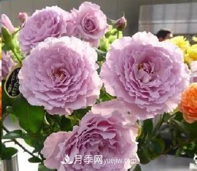 不可錯過的經(jīng)典灌木月季品種介紹大全！(圖22)