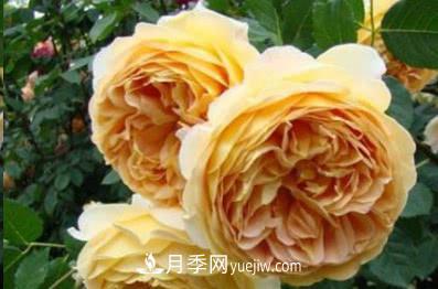 不可錯過的經(jīng)典灌木月季品種介紹大全！(圖5)