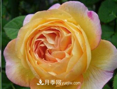 不可錯過的經(jīng)典灌木月季品種介紹大全！(圖14)