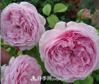 不可錯過的經(jīng)典灌木月季品種介紹大全！(圖8)