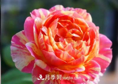 不可錯過的經(jīng)典灌木月季品種介紹大全！(圖15)