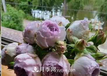 不可錯過的經(jīng)典灌木月季品種介紹大全！(圖21)