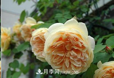 不可錯過的經(jīng)典灌木月季品種介紹大全！(圖12)