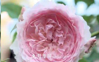 不可錯過的經(jīng)典灌木月季品種介紹大全！(圖20)