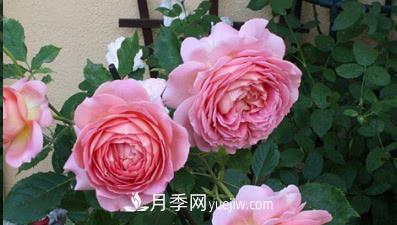 不可錯過的經(jīng)典灌木月季品種介紹大全！(圖3)