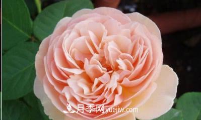 不可錯過的經(jīng)典灌木月季品種介紹大全！(圖7)