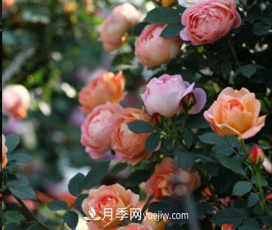 不可錯過的經(jīng)典灌木月季品種介紹大全！(圖11)