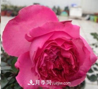 不可錯過的經(jīng)典灌木月季品種介紹大全！(圖16)