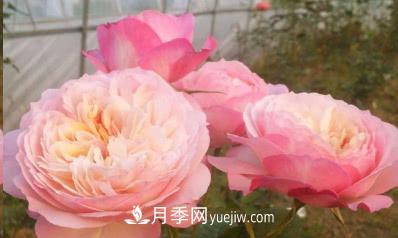 不可錯過的經(jīng)典灌木月季品種介紹大全！(圖13)