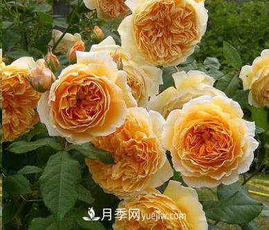 不可錯過的經(jīng)典灌木月季品種介紹大全！(圖2)