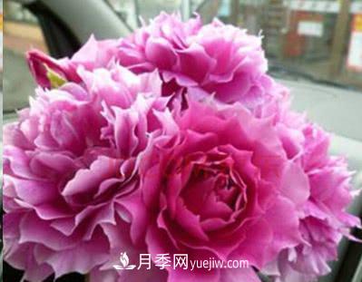 不可錯過的經(jīng)典灌木月季品種介紹大全！(圖29)