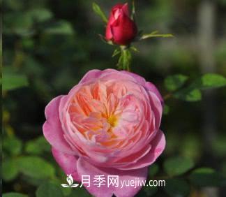 不可錯過的經(jīng)典灌木月季品種介紹大全！(圖26)
