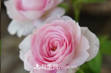 不可錯過的經(jīng)典灌木月季品種介紹大全！(圖25)