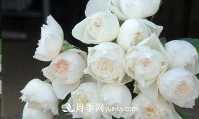 不可錯過的經(jīng)典灌木月季品種介紹大全！(圖30)