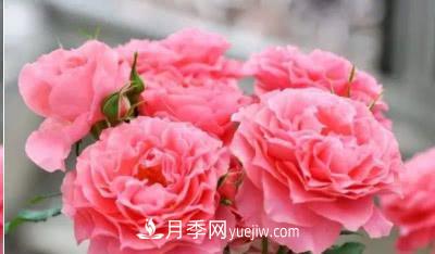 不可錯過的經(jīng)典灌木月季品種介紹大全！(圖24)