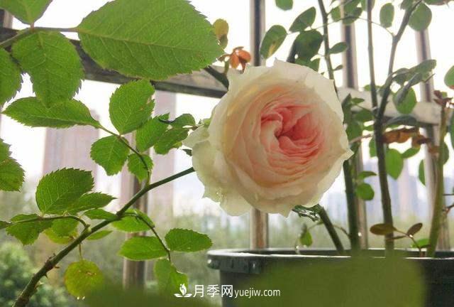 帶你快速了解月季的不同種類！(圖1)