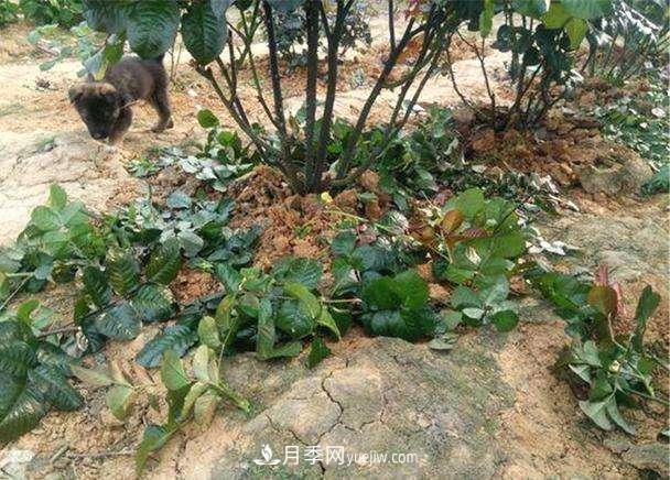 帶你快速了解月季的不同種類！(圖3)