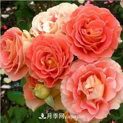 帶你快速了解月季的不同種類！(圖5)