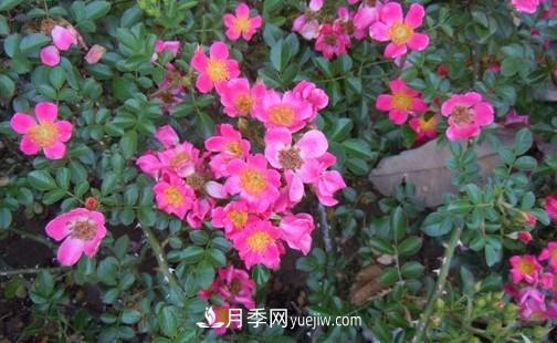帶你快速了解月季的不同種類！(圖4)