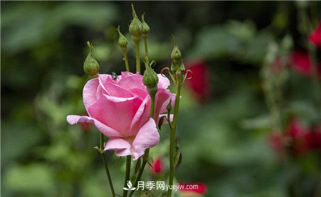 嫁接月季優(yōu)點多，你養(yǎng)過嗎？(圖1)