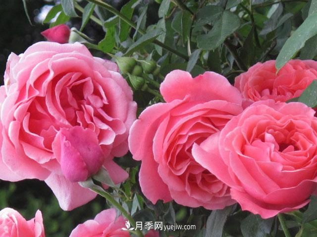 即將被拋棄的薔薇產(chǎn)業(yè)到底怎么樣？這些就是月季和薔薇的差距(圖1)
