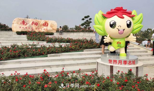 被52座城市共同選為市花的月季有什么魅力？國家園林綠化重大貢獻(xiàn)者(圖1)