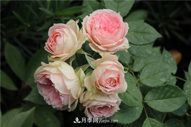被52座城市共同選為市花的月季有什么魅力？國家園林綠化重大貢獻(xiàn)者(圖3)