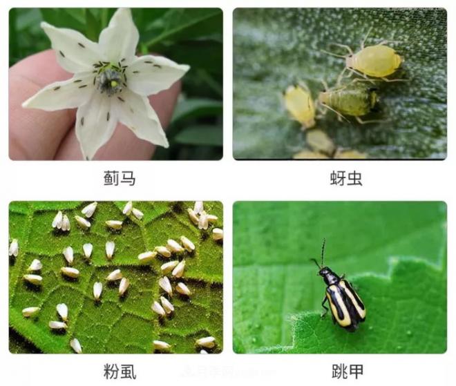 8種花木常用農(nóng)藥介紹，價(jià)格便宜效果很好(圖2)