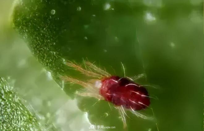 8種花木常用農(nóng)藥介紹，價(jià)格便宜效果很好(圖4)