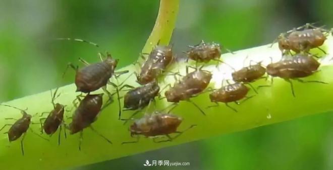 8種花木常用農(nóng)藥介紹，價(jià)格便宜效果很好(圖5)