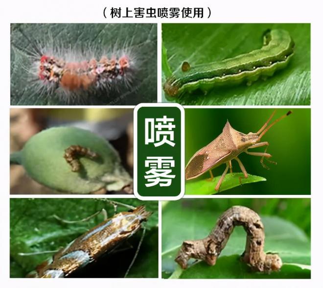 8種花木常用農(nóng)藥介紹，價(jià)格便宜效果很好(圖3)