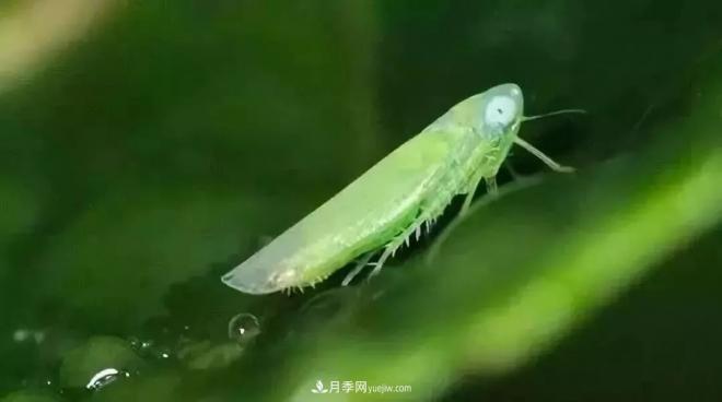 8種花木常用農(nóng)藥介紹，價(jià)格便宜效果很好(圖6)
