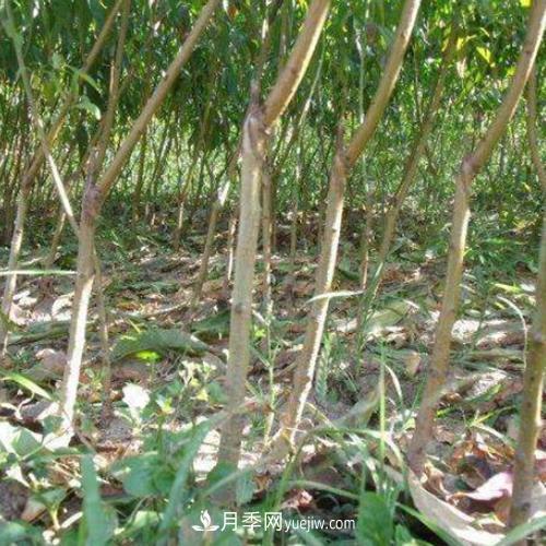 南陽陸營鎮(zhèn)桃樹苗基地批發(fā)(圖1)
