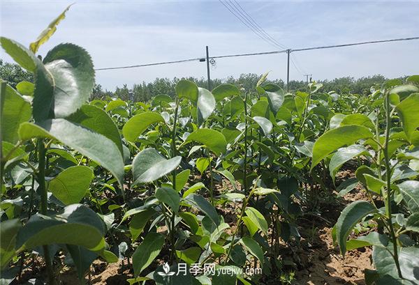 桃樹苗梨樹苗批發(fā)，南陽天宸果樹苗木基地(圖1)