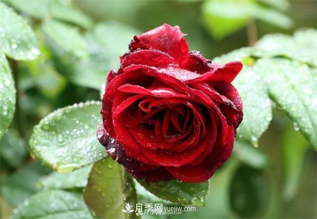 陰雨天對(duì)月季還有好處？做好這幾點(diǎn)雨水也能當(dāng)肥料(圖1)