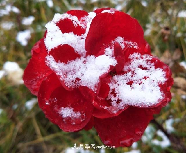 冬天也能叫月季起床開花？幾個(gè)簡(jiǎn)單步驟讓月季不再賴床(圖1)