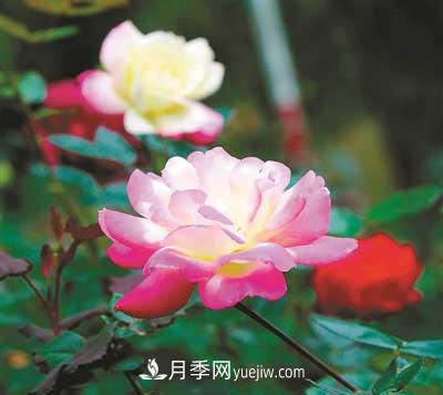 一展紅顏為知音 杭州花圃月季正當(dāng)時(shí)(圖1)