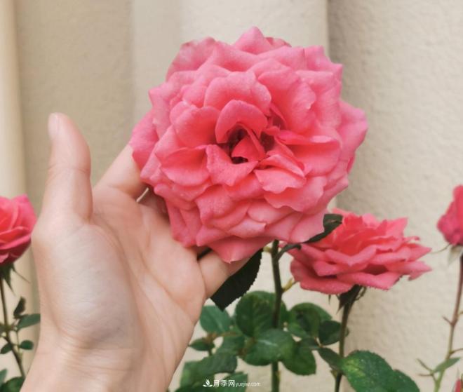 月季花特怕紅蜘蛛，治一治，長(zhǎng)得更旺更健康(圖1)