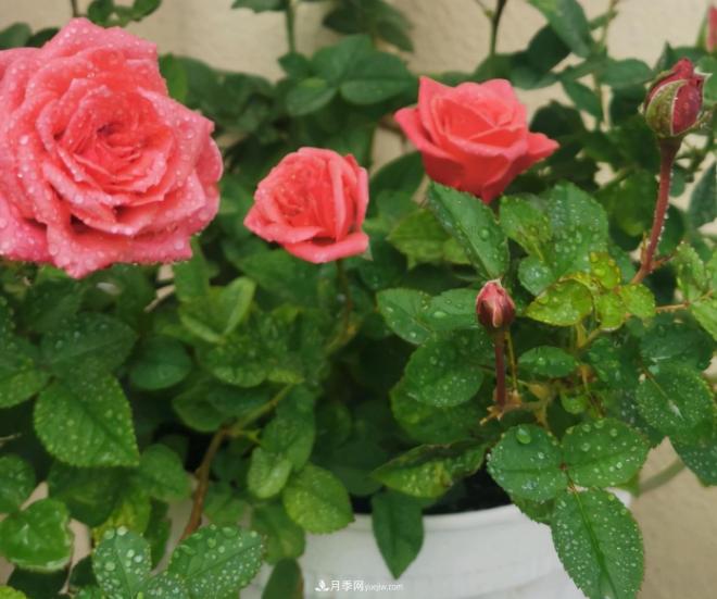 月季花特怕紅蜘蛛，治一治，長(zhǎng)得更旺更健康(圖2)